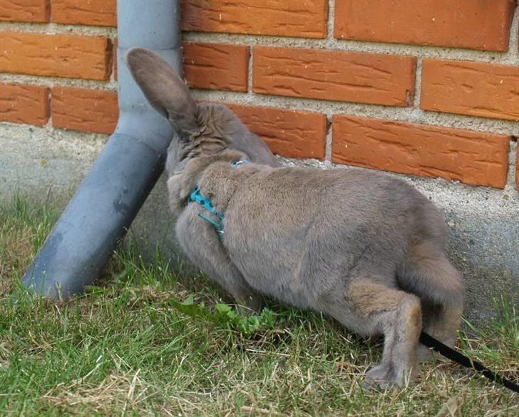 Kanin Niko - SOLGT billede 14