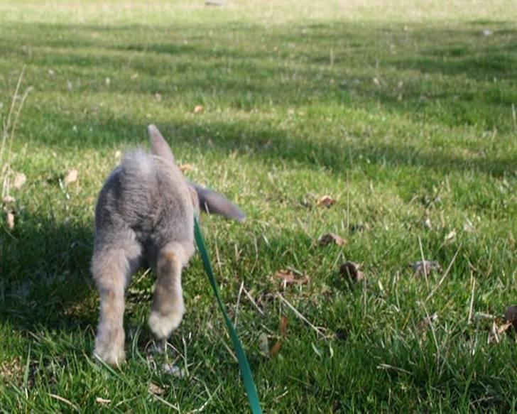 Kanin Niko - SOLGT billede 15