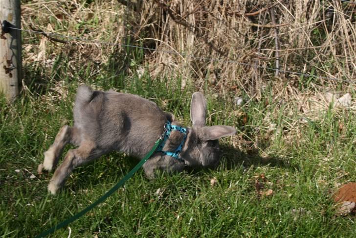 Kanin Niko - SOLGT billede 16