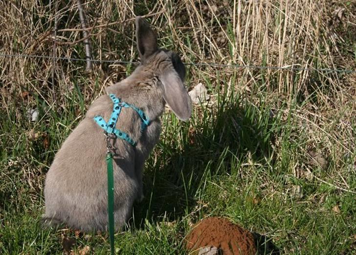 Kanin Niko - SOLGT billede 17