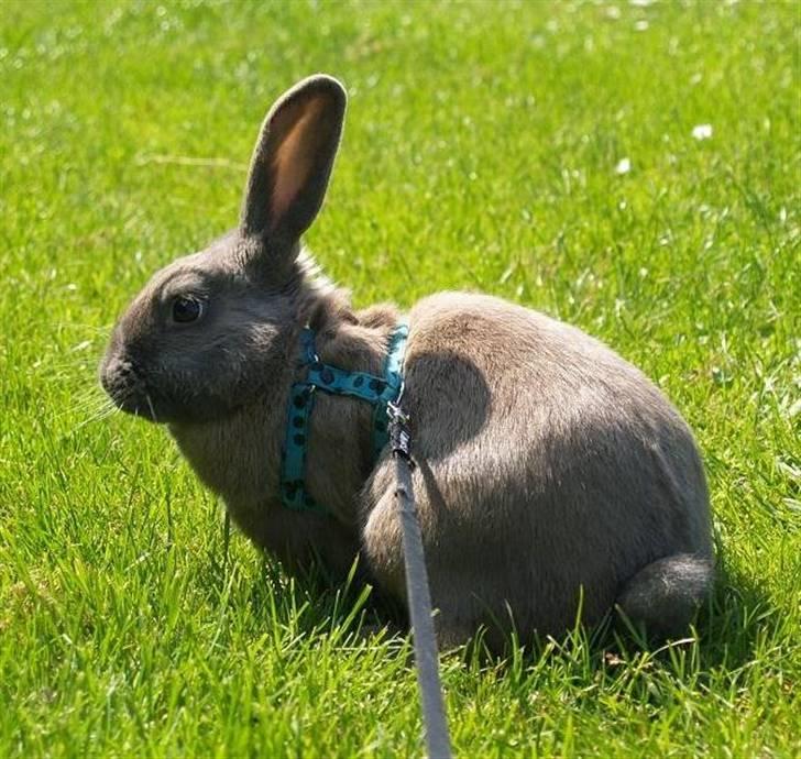 Kanin Niko - SOLGT billede 18