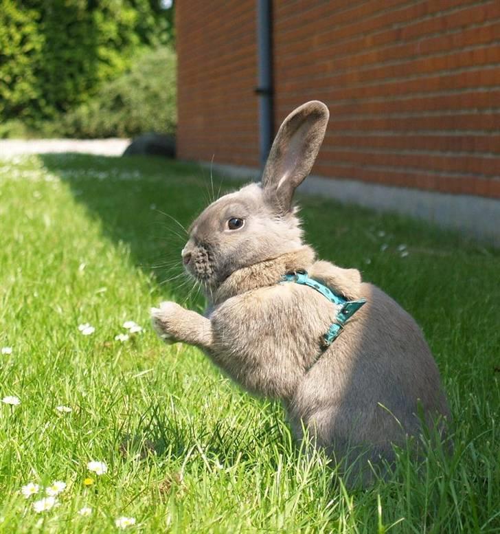 Kanin Niko - SOLGT billede 19