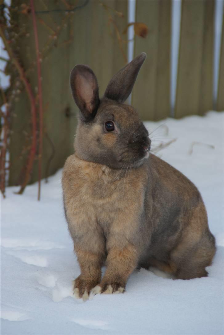 Kanin Flyer billede 1