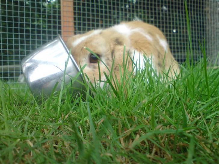 Kanin Smart Von De - han kan bare ikke finde ud af det (; foto: mig billede 10