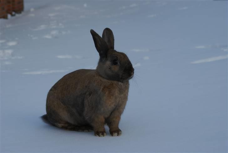 Kanin Flyer billede 2