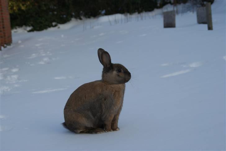 Kanin Flyer billede 3