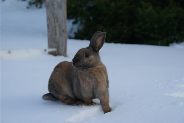 Kanin Flyer billede 4