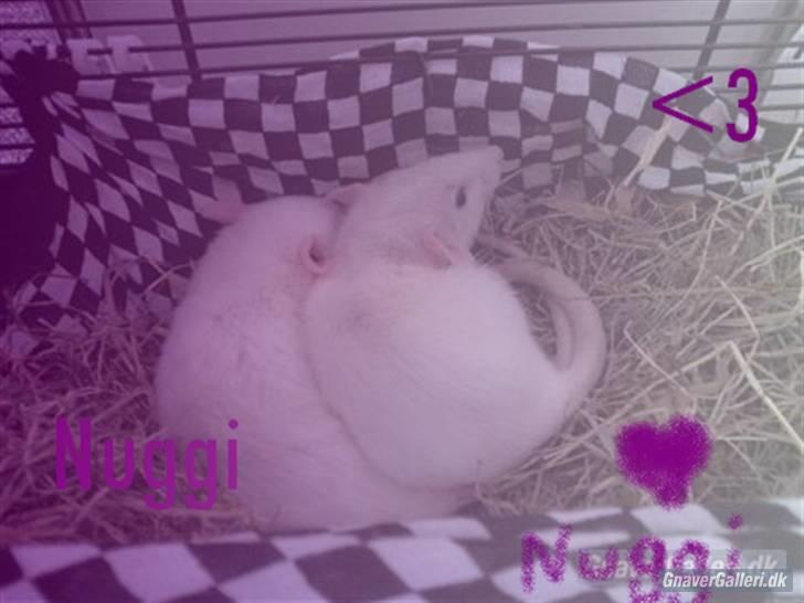 Tamrotte nuggi<33 billede 13