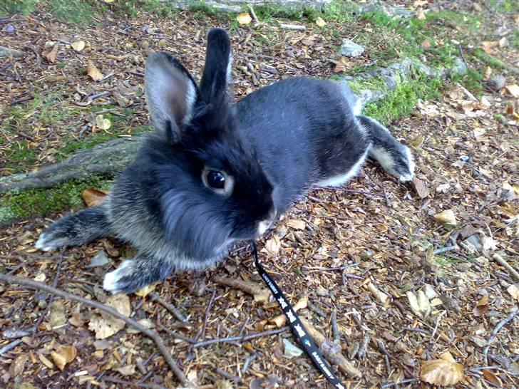 Kanin Mulle billede 1