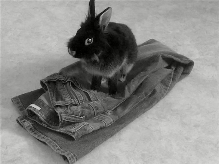 Kanin Mulle billede 2