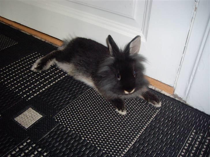 Kanin Mulle - Min helt egen vagthund ved døren billede 3
