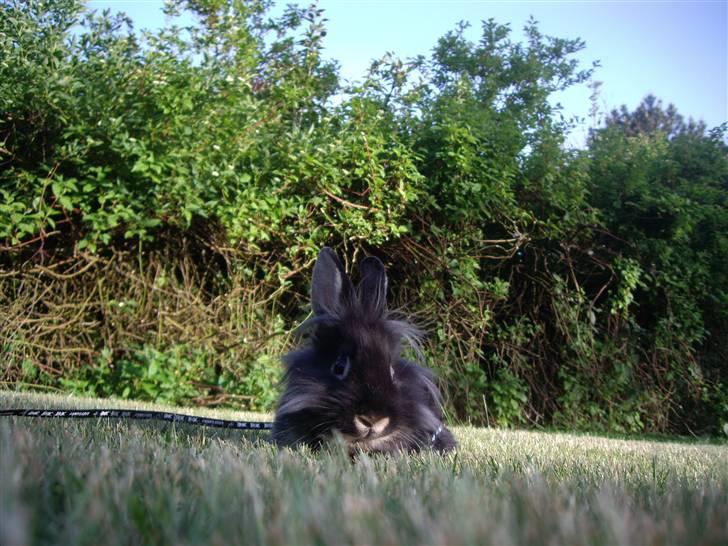 Kanin Mulle billede 4