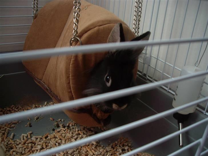 Kanin Mulle - Mulle eeeelsker hans hule :) billede 5