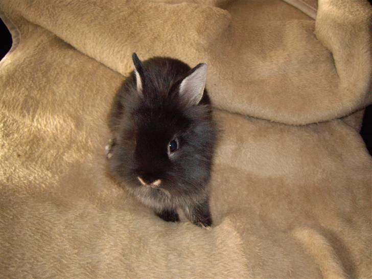 Kanin Mulle billede 6