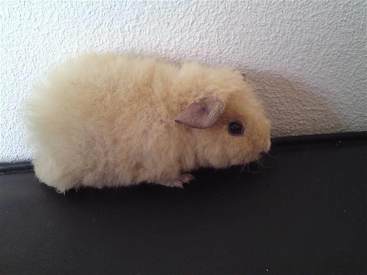 Marsvin Noahs arks Abby - Lille Abby billede 1