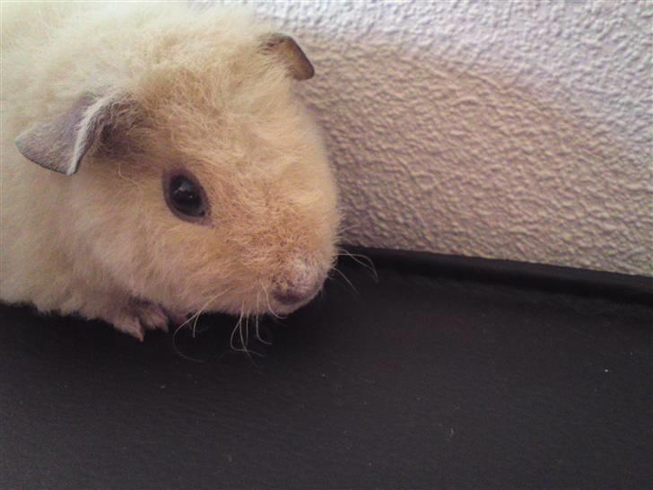 Marsvin Noahs arks Abby - endnu et af lille Abby billede 2