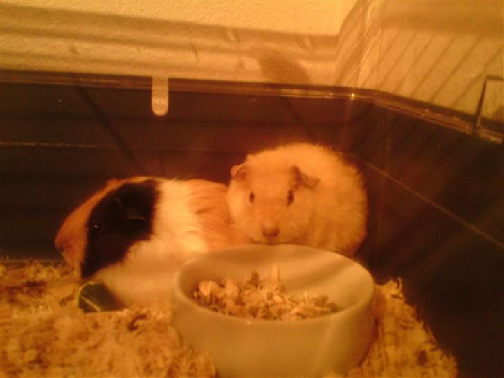 Marsvin Noahs arks Abby - Abby og Valentina billede 3