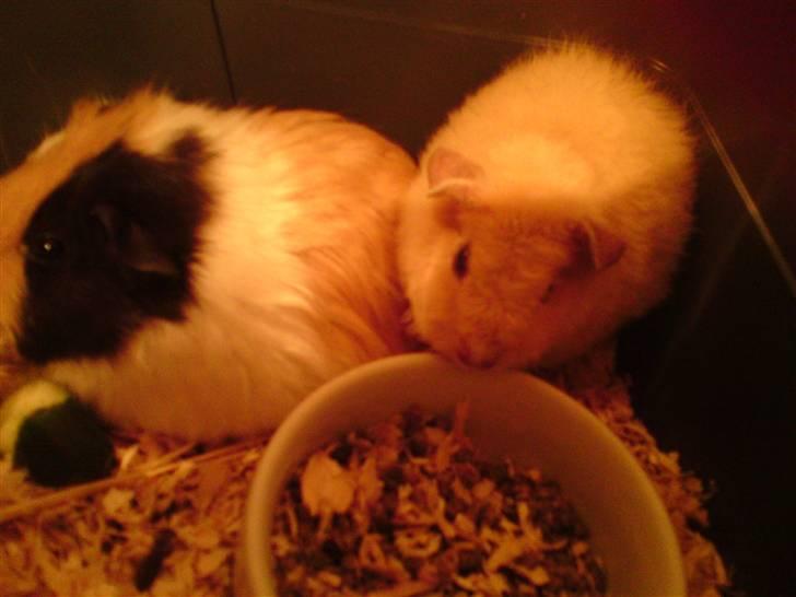 Marsvin Noahs arks Abby - Endnu et af Abby og Valentina :) billede 4