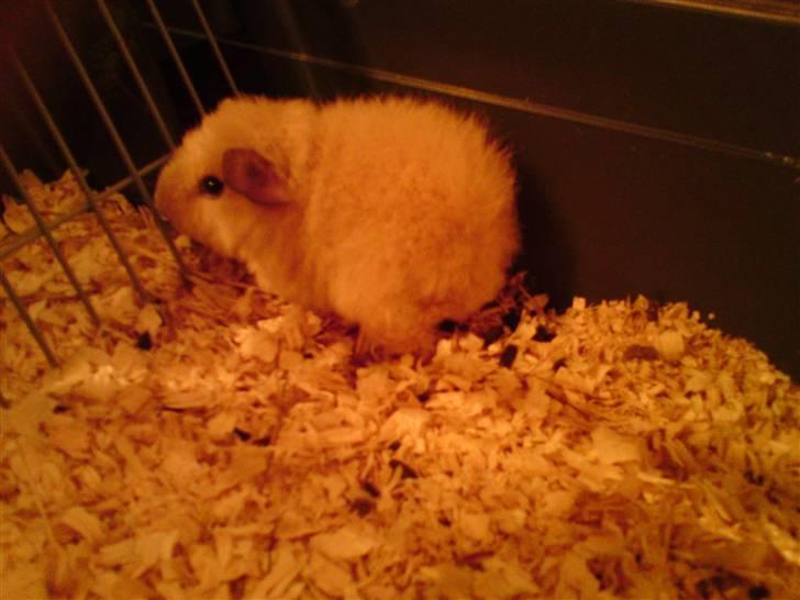 Marsvin Noahs arks Abby - Abby :) billede 5