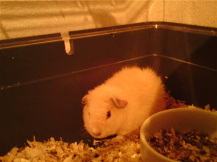 Marsvin Noahs arks Abby - Abby :) billede 6