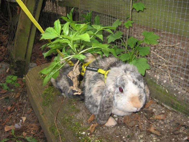 Kanin Phillipa billede 14