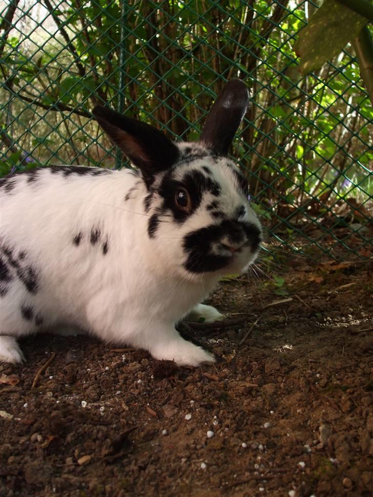 Kanin Hr. Fnuk billede 11