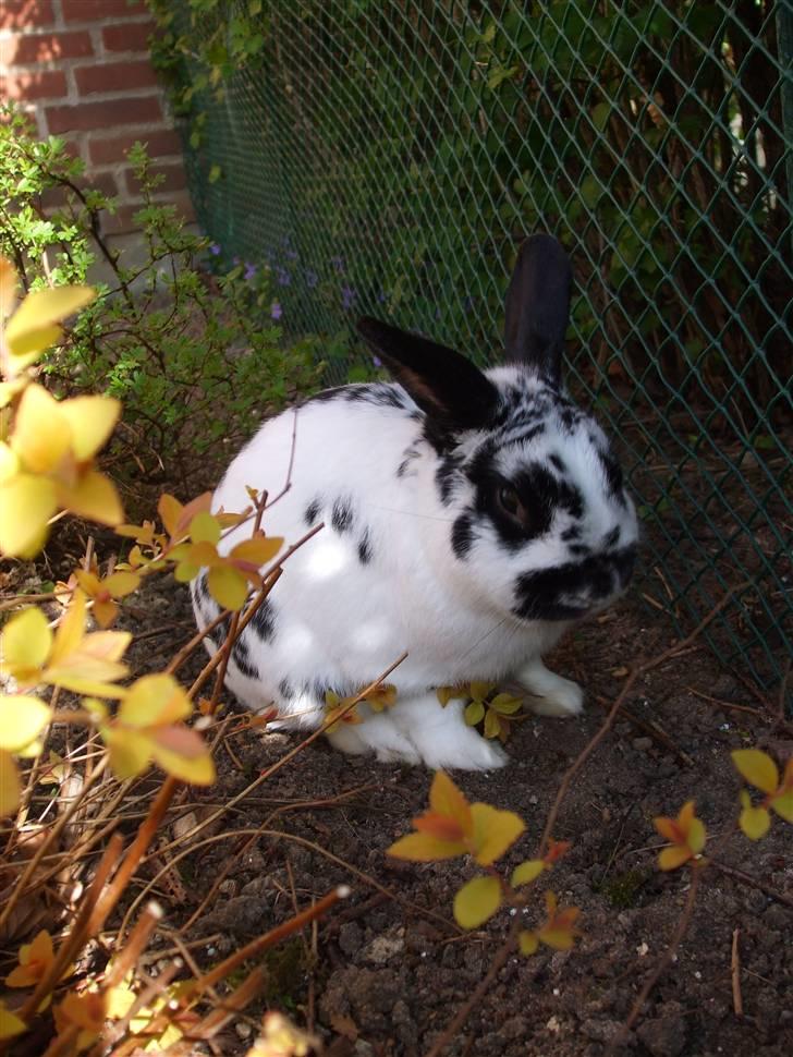 Kanin Hr. Fnuk billede 12