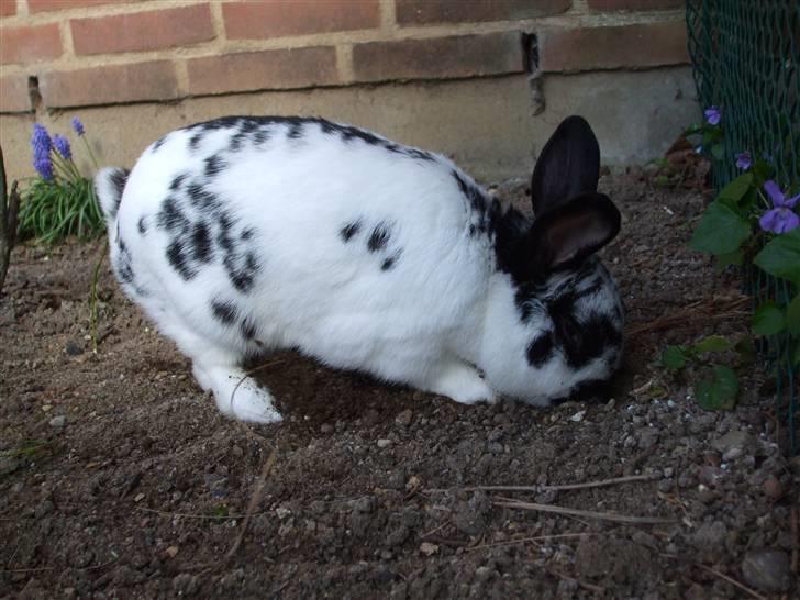 Kanin Hr. Fnuk billede 13