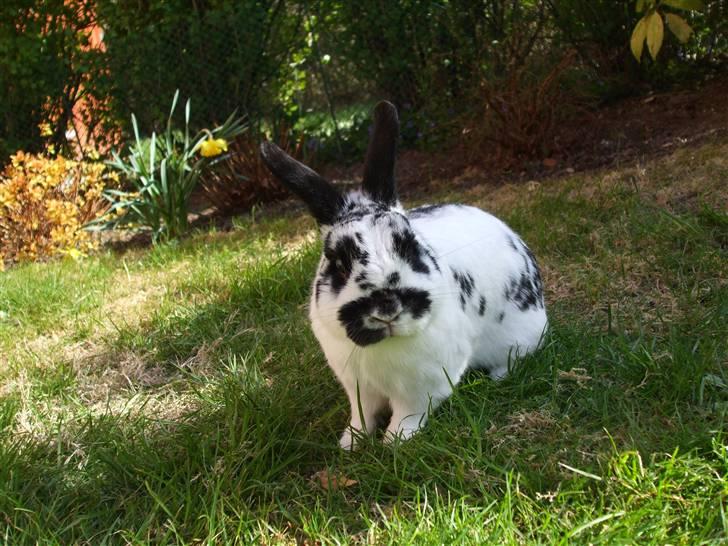 Kanin Hr. Fnuk billede 14