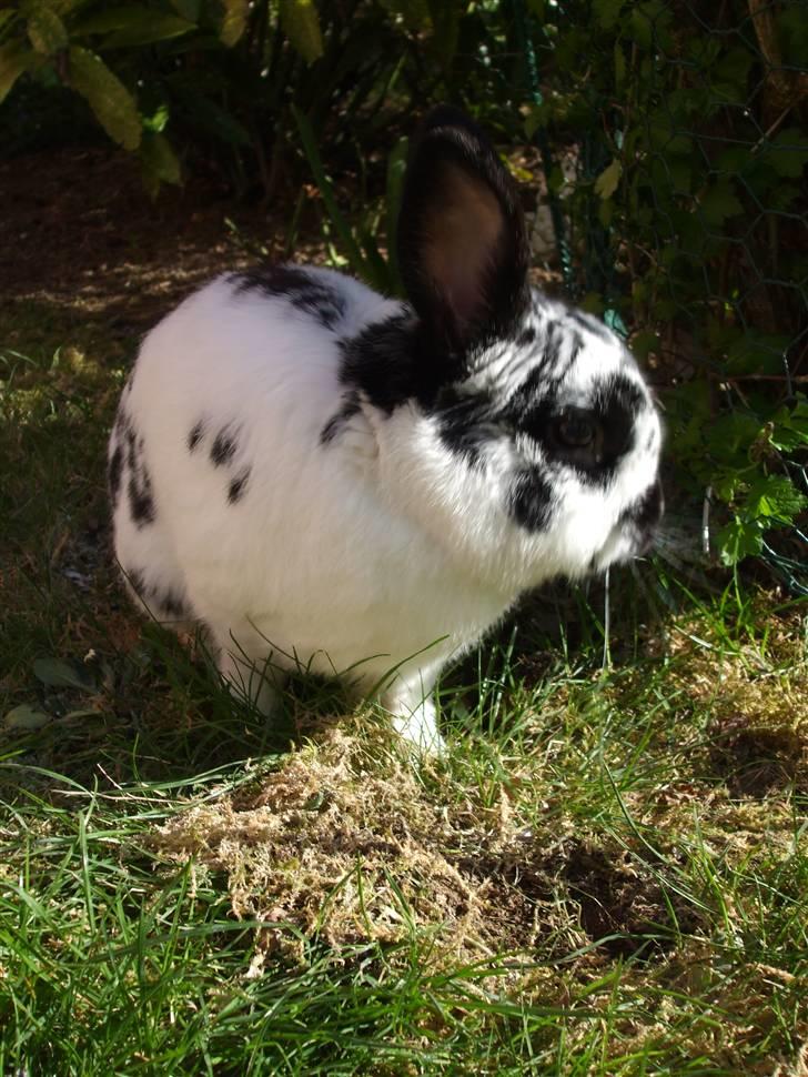 Kanin Hr. Fnuk billede 15