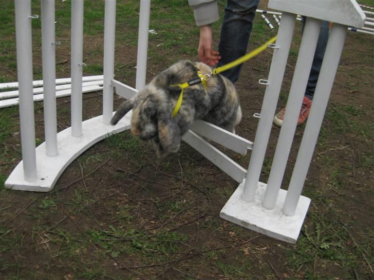 Kanin Phillipa billede 17