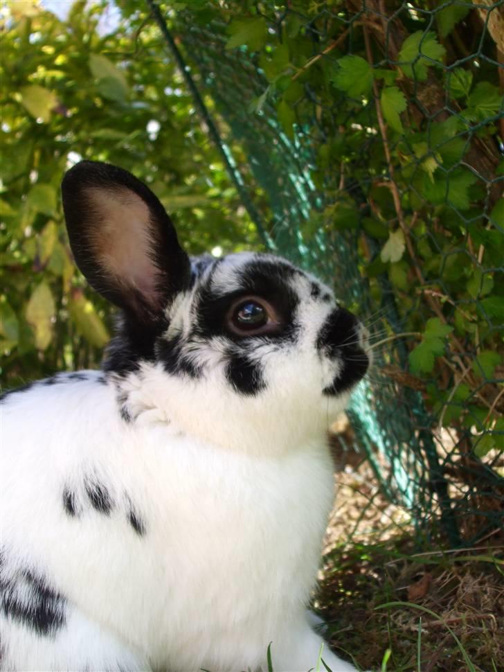 Kanin Hr. Fnuk billede 16