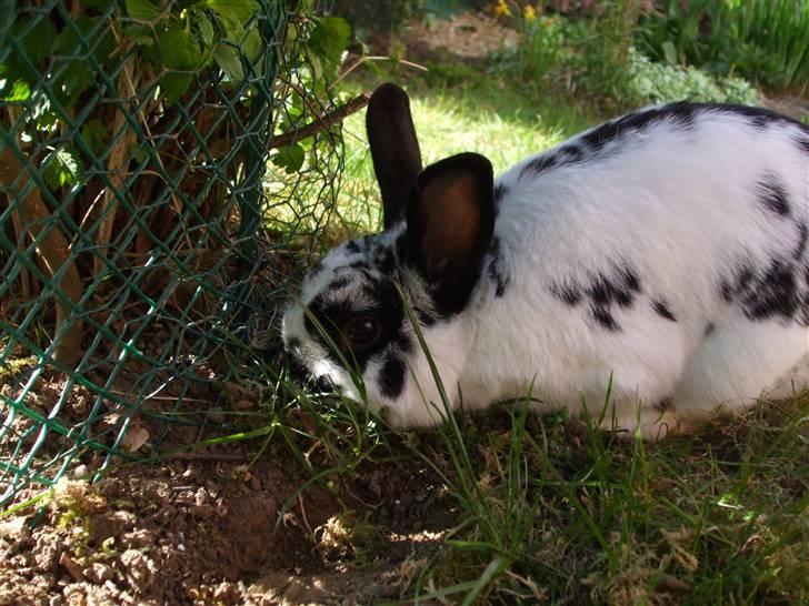 Kanin Hr. Fnuk billede 17