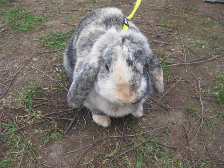 Kanin Phillipa billede 18