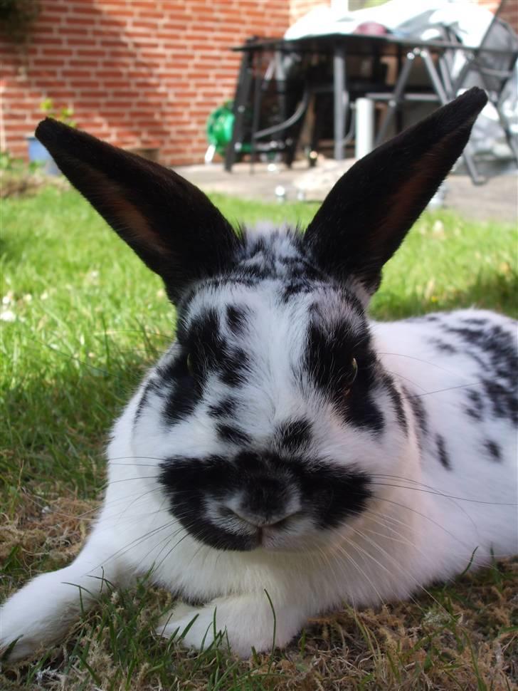 Kanin Hr. Fnuk billede 18