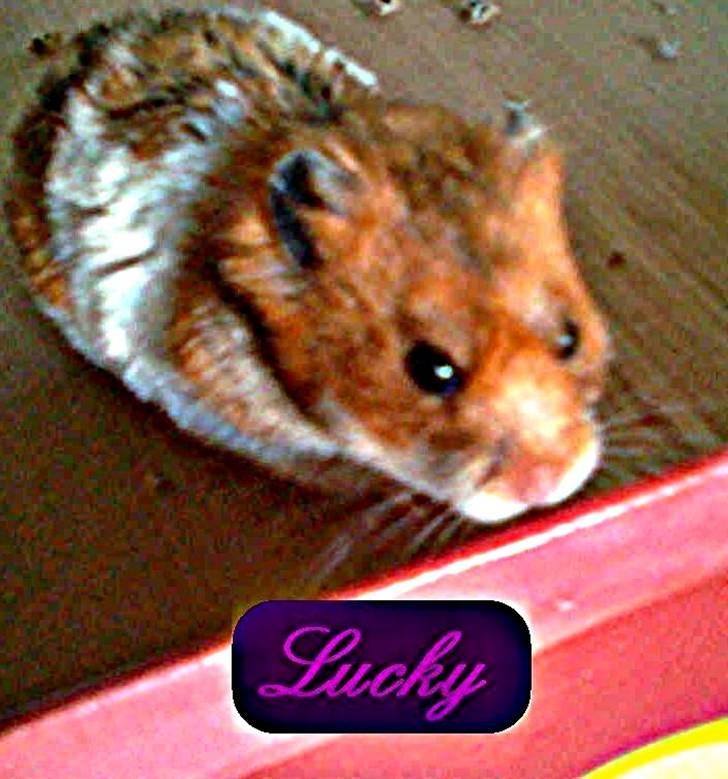 Hamster Lucky - Lucky billede 1