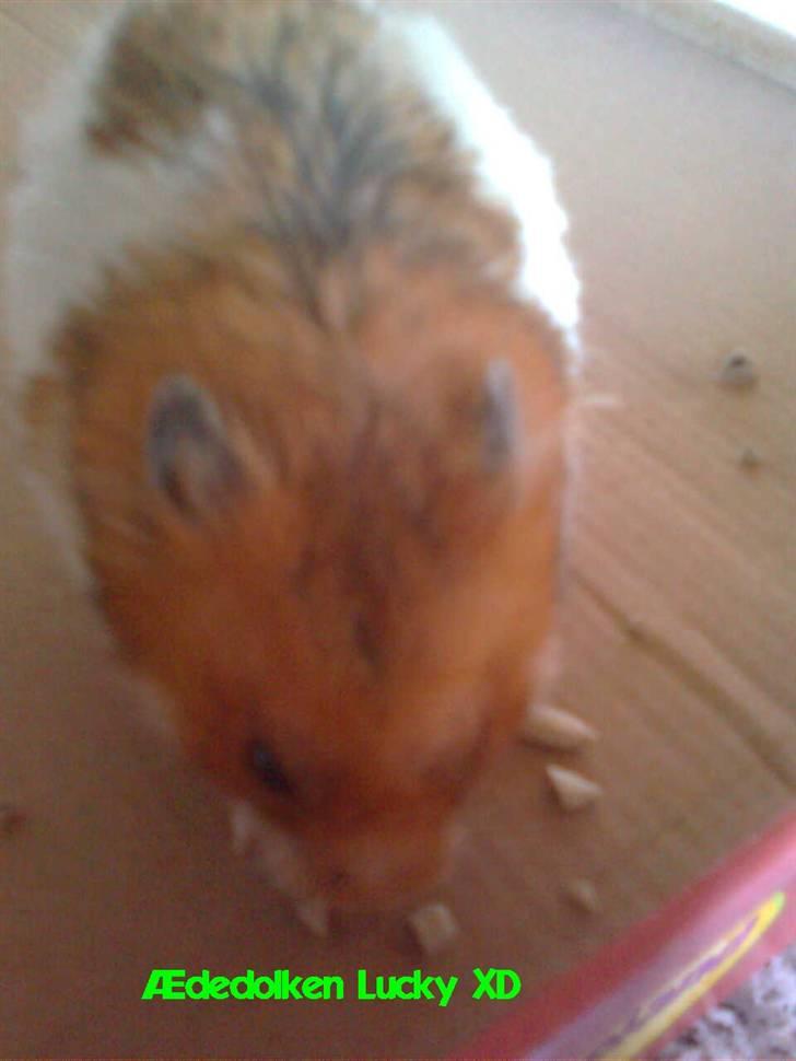 Hamster Lucky - Ædedolken Lucky billede 2