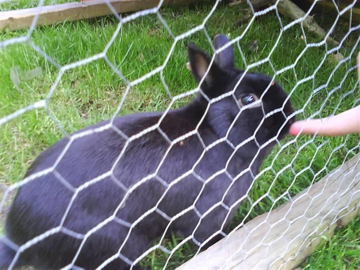 Kanin Viggo billede 1