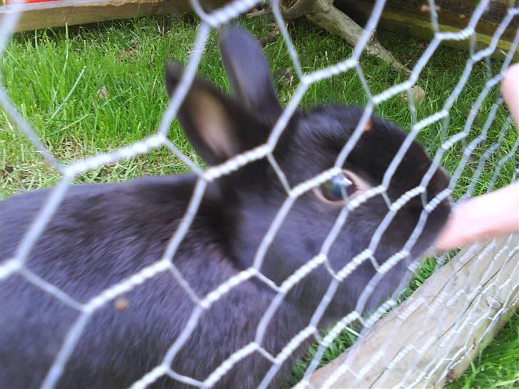 Kanin Viggo billede 2