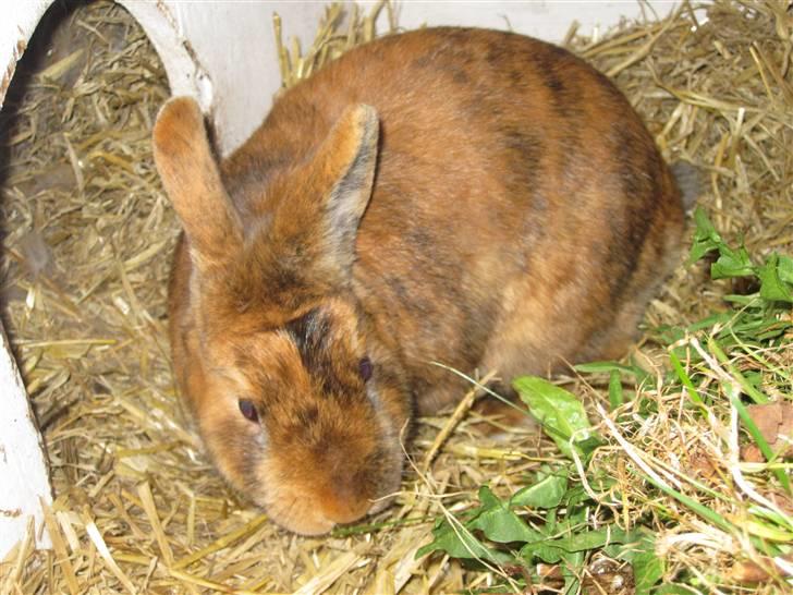 Kanin Kaninchen billede 1