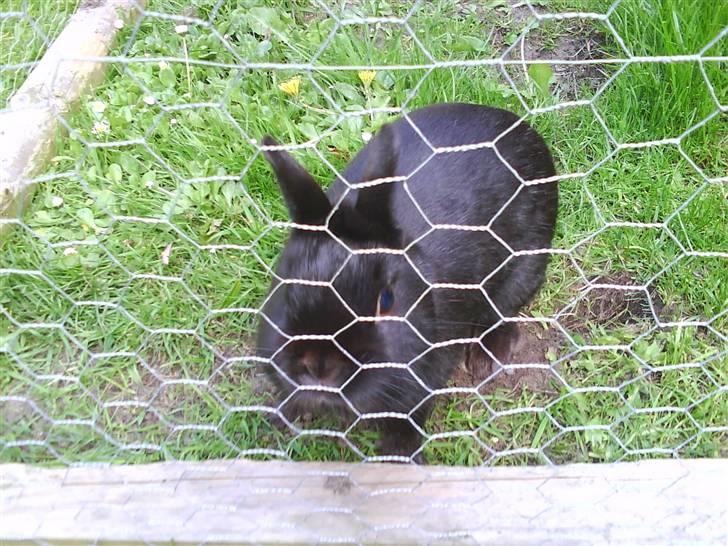 Kanin Viggo billede 3