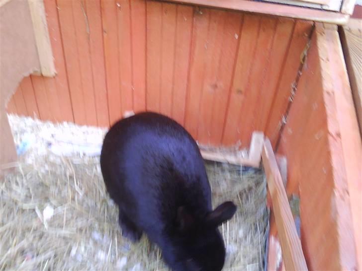 Kanin Viggo billede 4