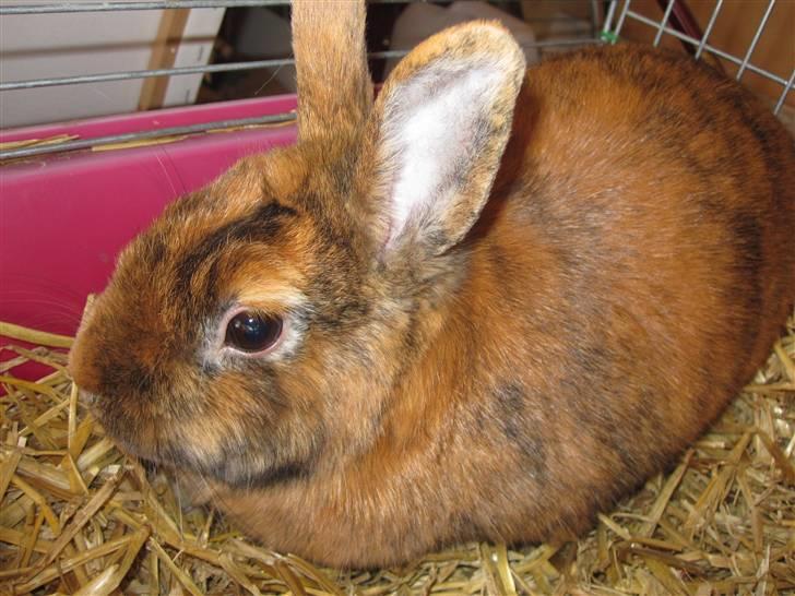 Kanin Kaninchen billede 3