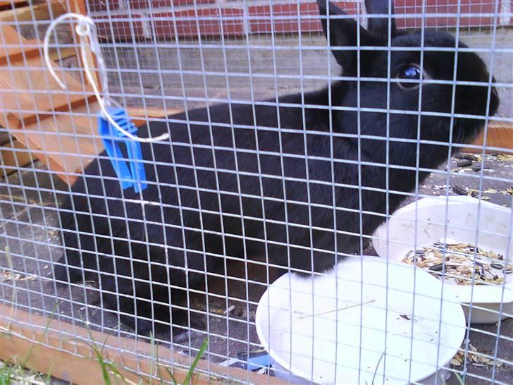 Kanin Viggo billede 5