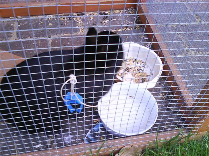 Kanin Viggo billede 6