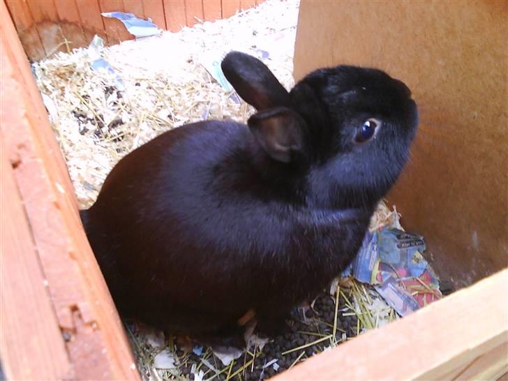 Kanin Viggo billede 7