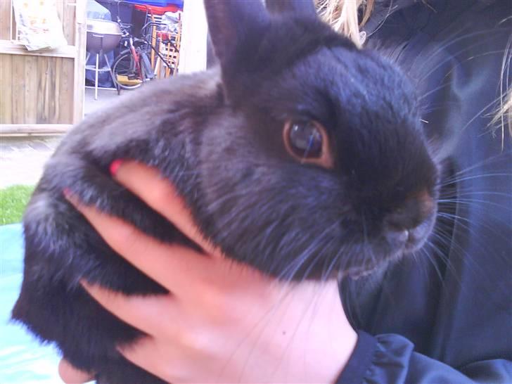 Kanin Viggo billede 8