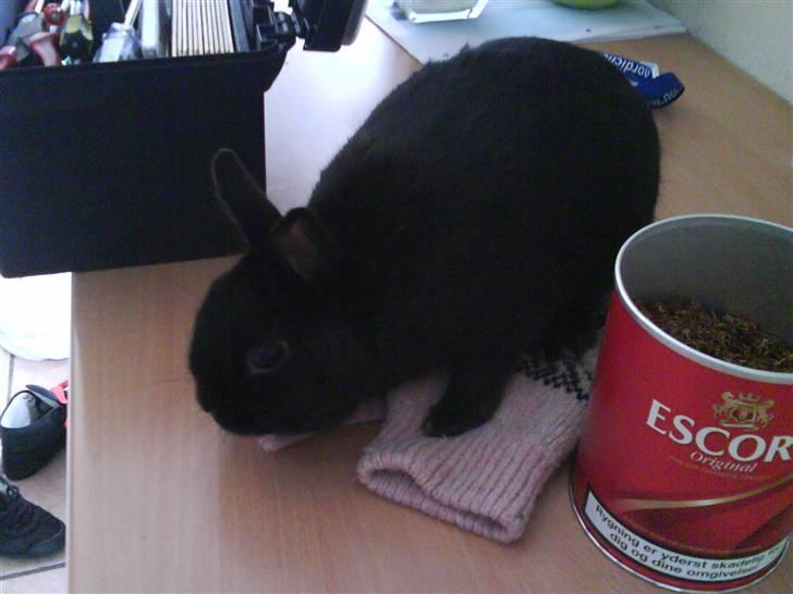 Kanin Viggo billede 9