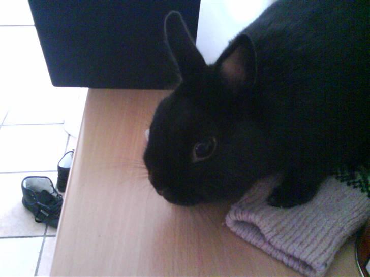 Kanin Viggo billede 10