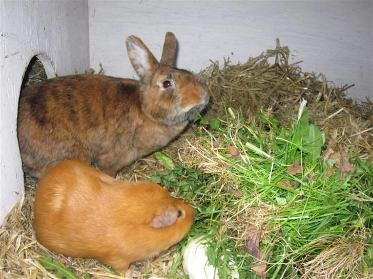 Kanin Kaninchen billede 4